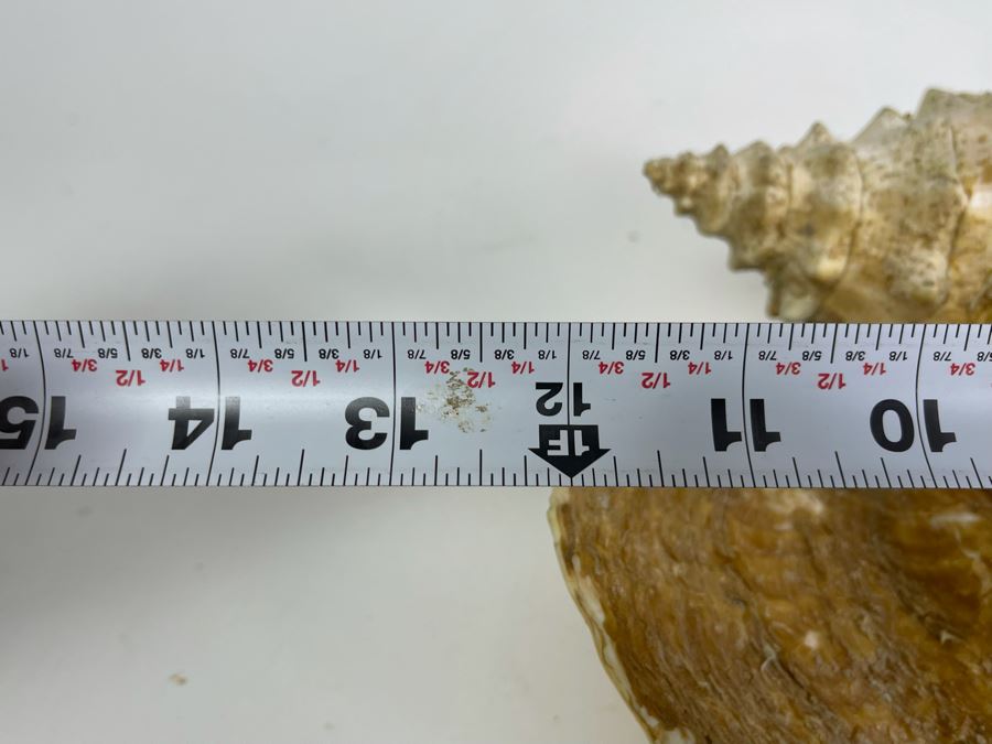 Large Organic Conch Shell 12L [Photo 7]