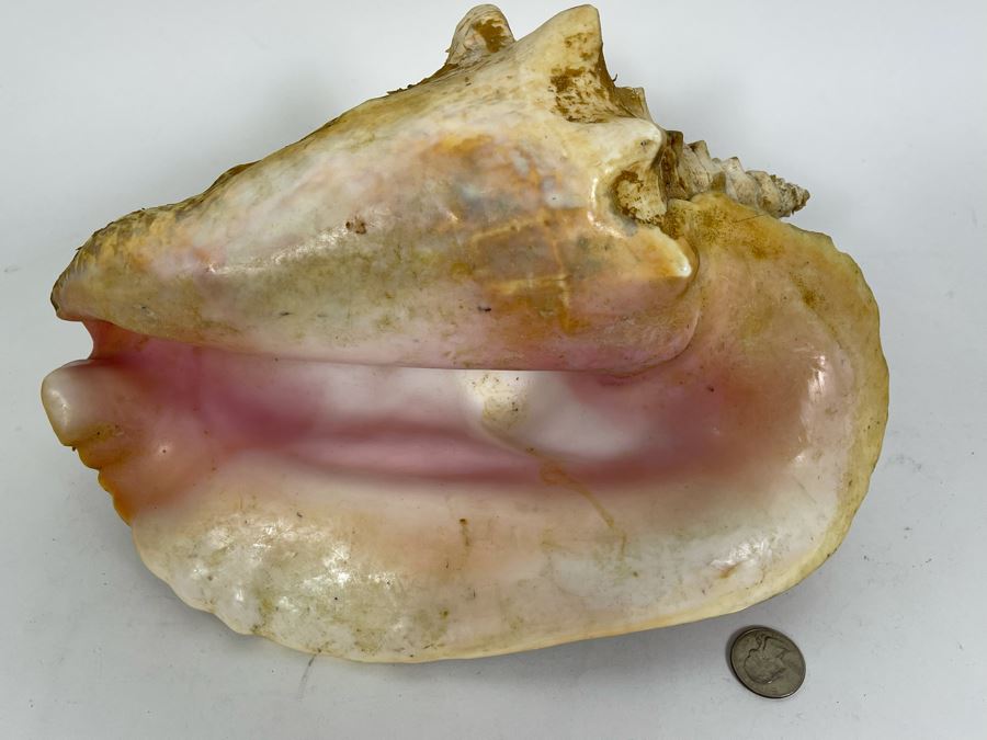 Large Organic Conch Shell 12L [Photo 4]