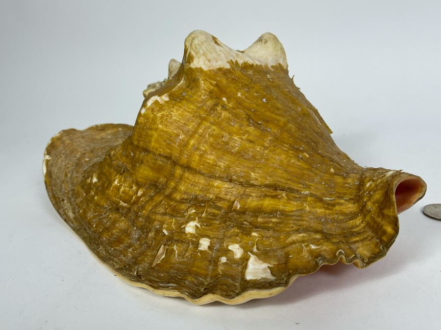 Large Organic Conch Shell 12L [Photo 6]