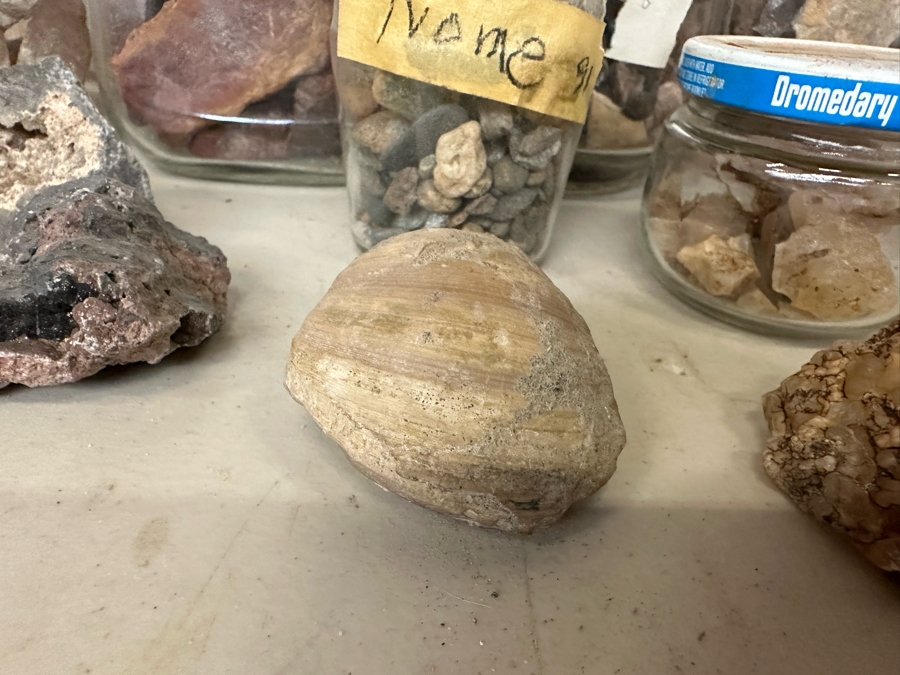 Collection Of Mined Minerals, Rocks, Fossils And Found Items From Various Mines And Sites Including The Tumco Gold Mine & Nome, Alaska - See Photos [Photo 12]