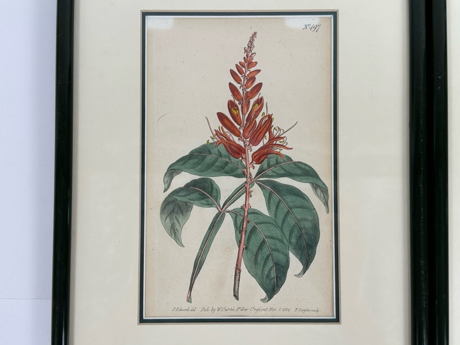 Set Of Four Antique 1802 Botanical Hand Colored Engravings William Curtis / S. Edwards  Crescent Feb, 1. 1802 F. Sansom Engraver 5 X 8 Framed 10.5 X 12.5 [Photo 11]