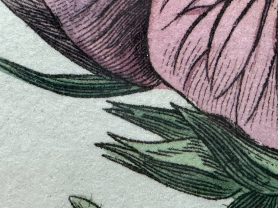 Set Of Four Antique 1802 Botanical Hand Colored Engravings William Curtis / S. Edwards  Crescent Feb, 1. 1802 F. Sansom Engraver 5 X 8 Framed 10.5 X 12.5 [Photo 18]