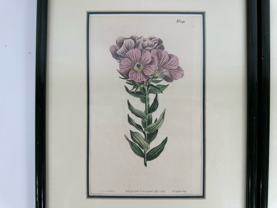 Set Of Four Antique 1802 Botanical Hand Colored Engravings William Curtis / S. Edwards  Crescent Feb, 1. 1802 F. Sansom Engraver 5 X 8 Framed 10.5 X 12.5 [Photo 2]