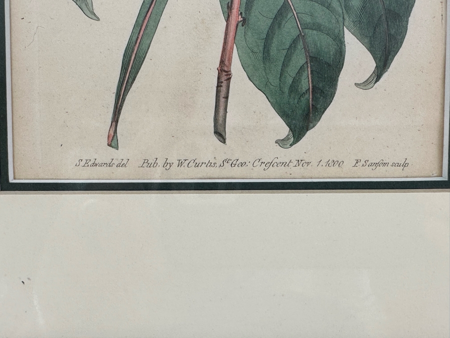 Set Of Four Antique 1802 Botanical Hand Colored Engravings William Curtis / S. Edwards  Crescent Feb, 1. 1802 F. Sansom Engraver 5 X 8 Framed 10.5 X 12.5 [Photo 12]