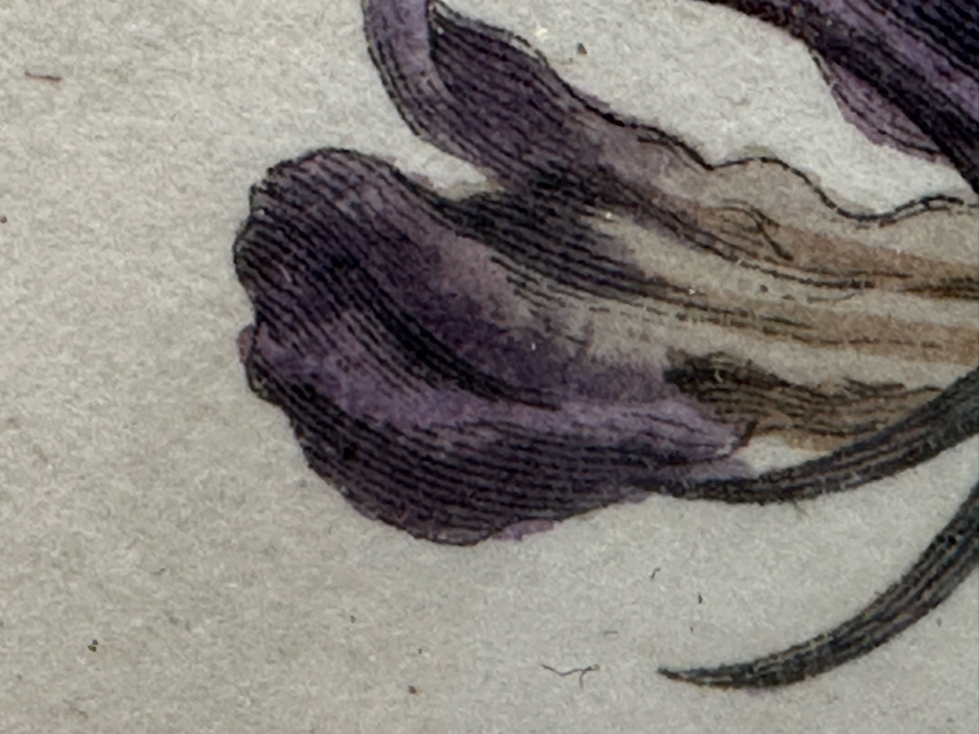 Set Of Four Antique 1802 Botanical Hand Colored Engravings William Curtis / S. Edwards  Crescent Feb, 1. 1802 F. Sansom Engraver 5 X 8 Framed 10.5 X 12.5 [Photo 16]