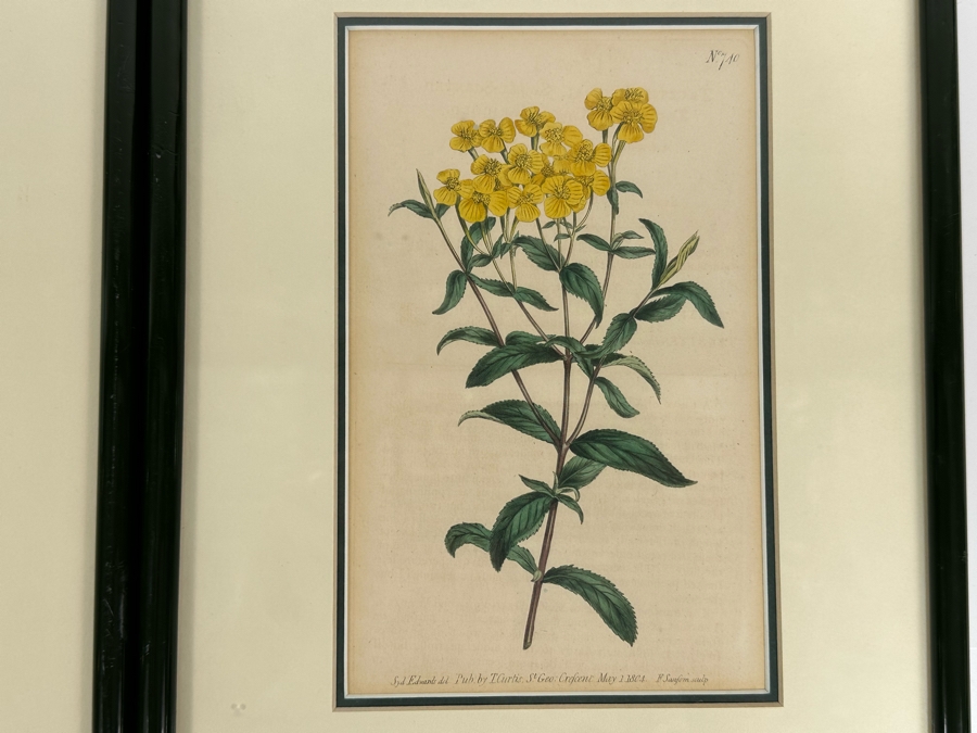 Set Of Four Antique 1802 Botanical Hand Colored Engravings William Curtis / S. Edwards  Crescent Feb, 1. 1802 F. Sansom Engraver 5 X 8 Framed 10.5 X 12.5 [Photo 13]