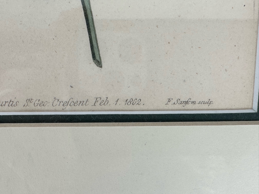 Set Of Four Antique 1802 Botanical Hand Colored Engravings William Curtis / S. Edwards  Crescent Feb, 1. 1802 F. Sansom Engraver 5 X 8 Framed 10.5 X 12.5 [Photo 10]