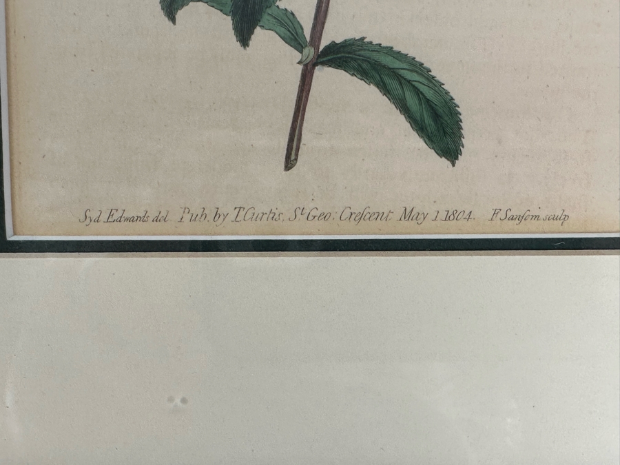 Set Of Four Antique 1802 Botanical Hand Colored Engravings William Curtis / S. Edwards  Crescent Feb, 1. 1802 F. Sansom Engraver 5 X 8 Framed 10.5 X 12.5 [Photo 14]