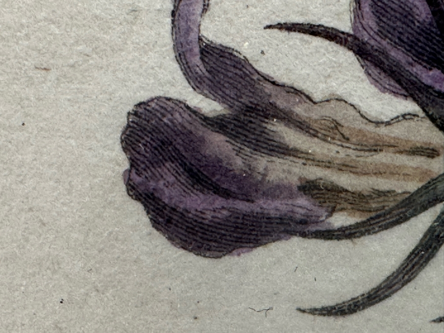 Set Of Four Antique 1802 Botanical Hand Colored Engravings William Curtis / S. Edwards  Crescent Feb, 1. 1802 F. Sansom Engraver 5 X 8 Framed 10.5 X 12.5 [Photo 17]