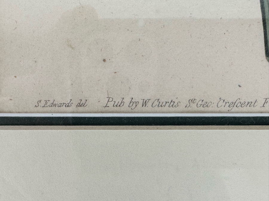 Set Of Four Antique 1802 Botanical Hand Colored Engravings William Curtis / S. Edwards  Crescent Feb, 1. 1802 F. Sansom Engraver 5 X 8 Framed 10.5 X 12.5 [Photo 9]