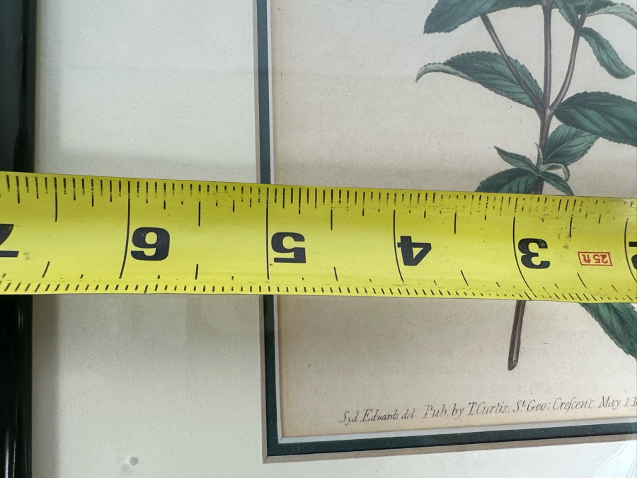 Set Of Four Antique 1802 Botanical Hand Colored Engravings William Curtis / S. Edwards  Crescent Feb, 1. 1802 F. Sansom Engraver 5 X 8 Framed 10.5 X 12.5 [Photo 19]