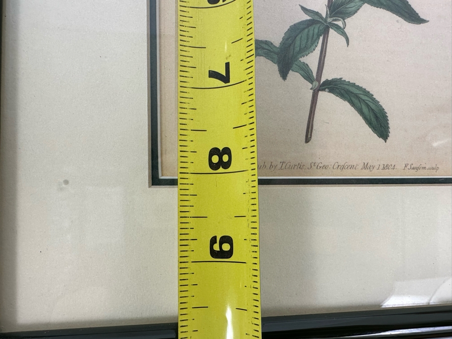 Set Of Four Antique 1802 Botanical Hand Colored Engravings William Curtis / S. Edwards  Crescent Feb, 1. 1802 F. Sansom Engraver 5 X 8 Framed 10.5 X 12.5 [Photo 20]