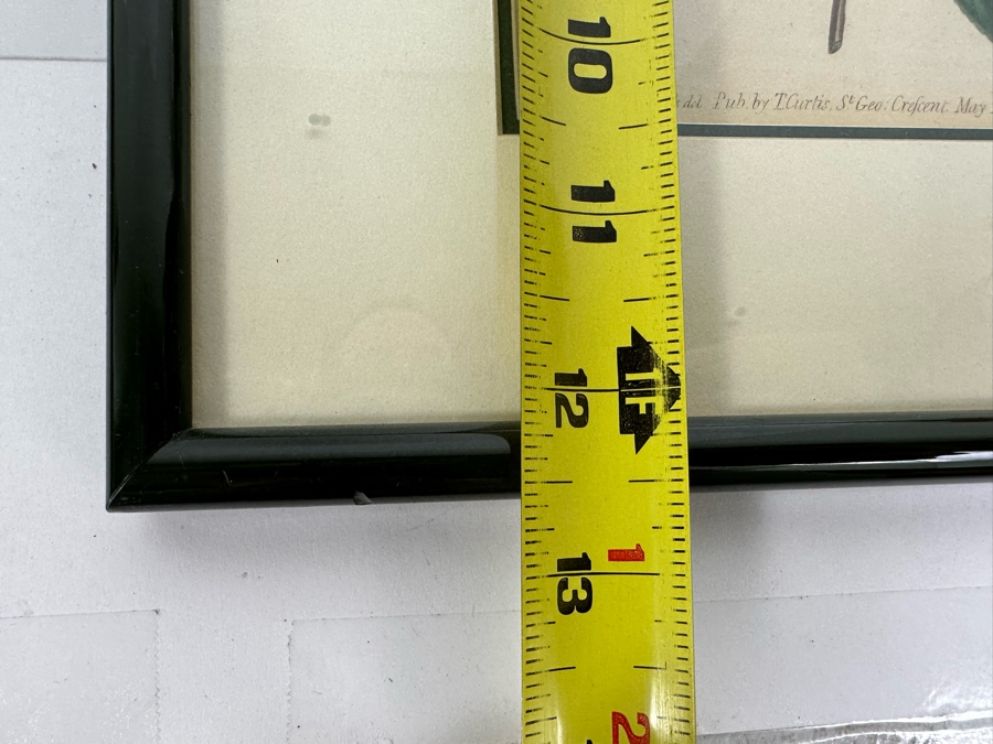 Set Of Four Antique 1802 Botanical Hand Colored Engravings William Curtis / S. Edwards  Crescent Feb, 1. 1802 F. Sansom Engraver 5 X 8 Framed 10.5 X 12.5 [Photo 22]