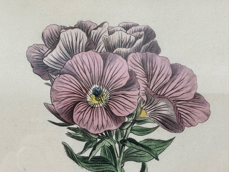 Set Of Four Antique 1802 Botanical Hand Colored Engravings William Curtis / S. Edwards  Crescent Feb, 1. 1802 F. Sansom Engraver 5 X 8 Framed 10.5 X 12.5 [Photo 3]
