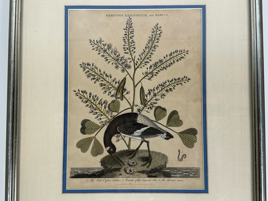Antique Hand Colored Etching The Pied Oyster Catcher London, Published as the Act Directs June 10, 1808 7.5 X 10 Framed 14 X 16 [Photo 3]
