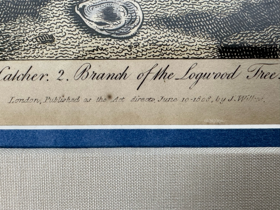 Antique Hand Colored Etching The Pied Oyster Catcher London, Published as the Act Directs June 10, 1808 7.5 X 10 Framed 14 X 16 [Photo 16]