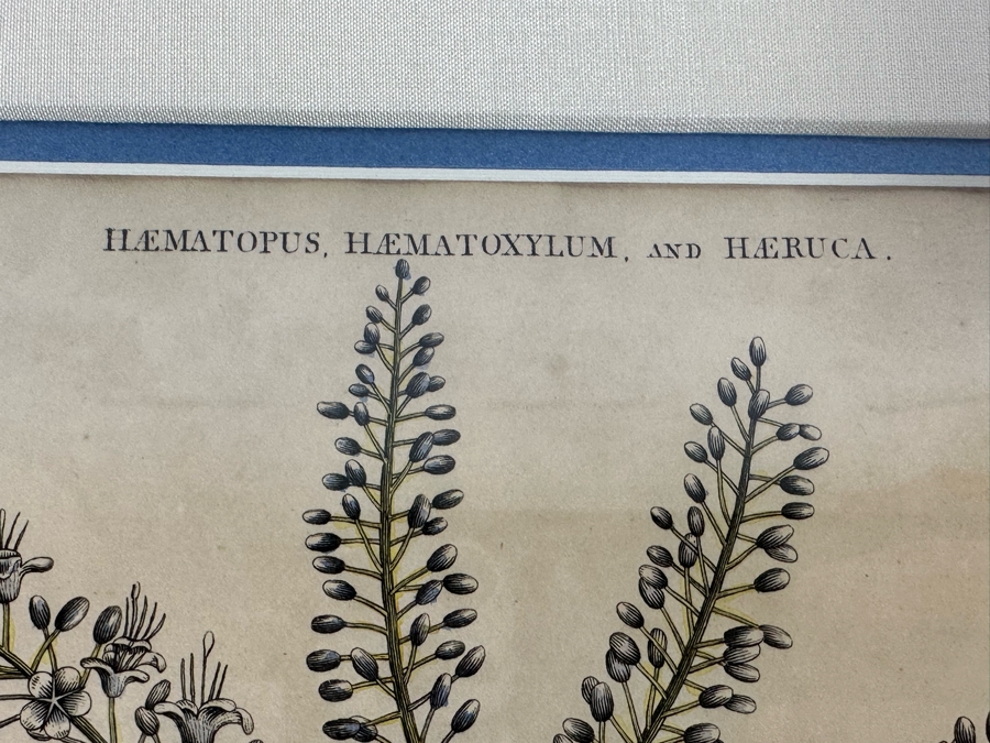 Antique Hand Colored Etching The Pied Oyster Catcher London, Published as the Act Directs June 10, 1808 7.5 X 10 Framed 14 X 16 [Photo 8]