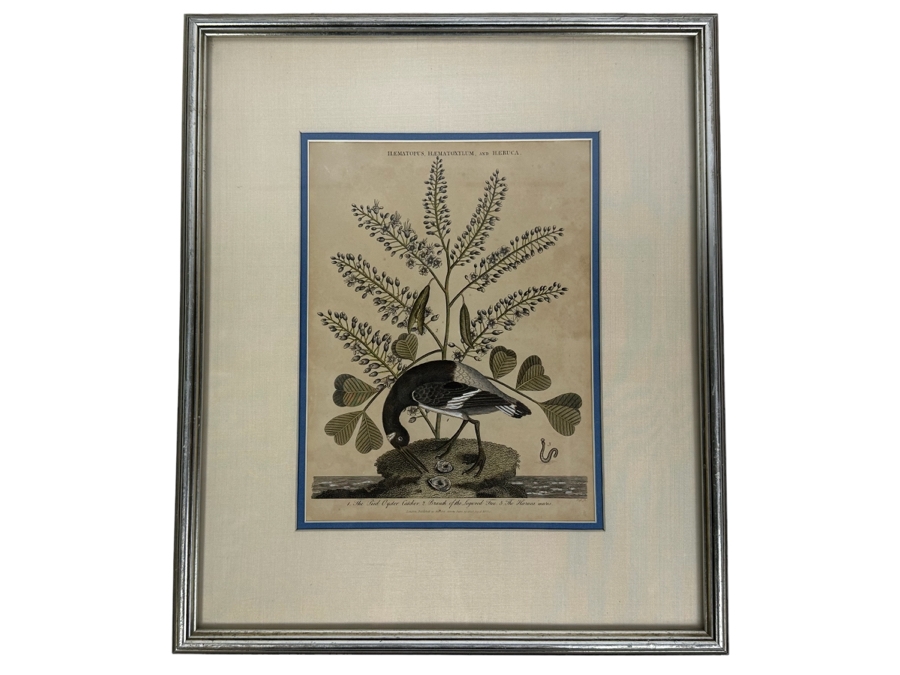 Antique Hand Colored Etching The Pied Oyster Catcher London, Published as the Act Directs June 10, 1808 7.5 X 10 Framed 14 X 16 [Photo 2]