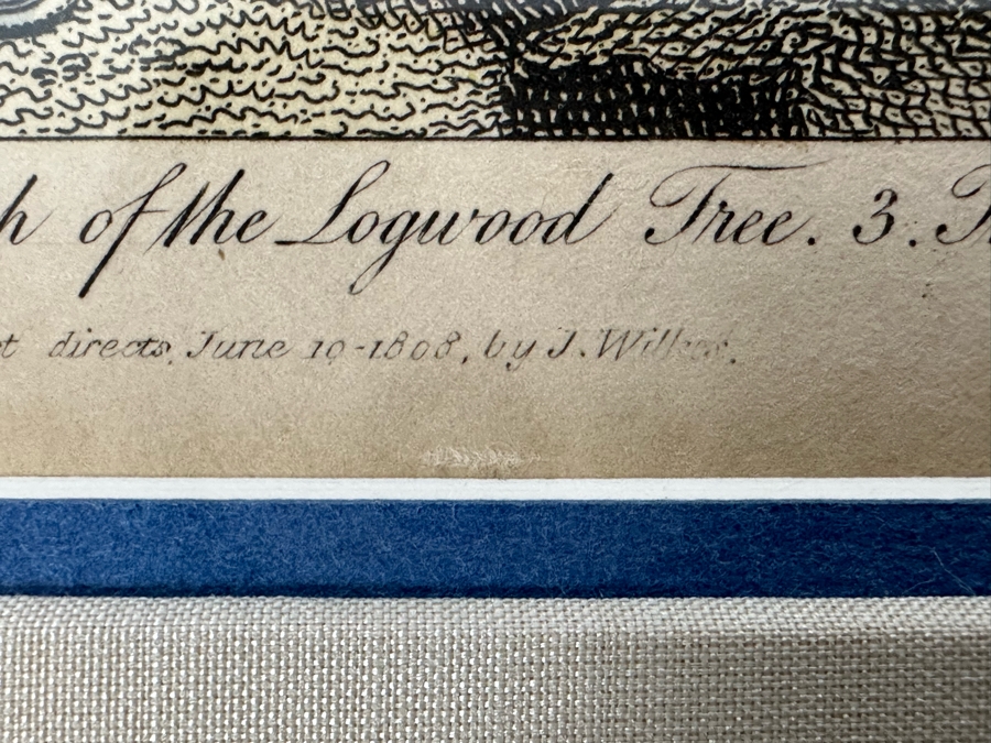 Antique Hand Colored Etching The Pied Oyster Catcher London, Published as the Act Directs June 10, 1808 7.5 X 10 Framed 14 X 16 [Photo 17]