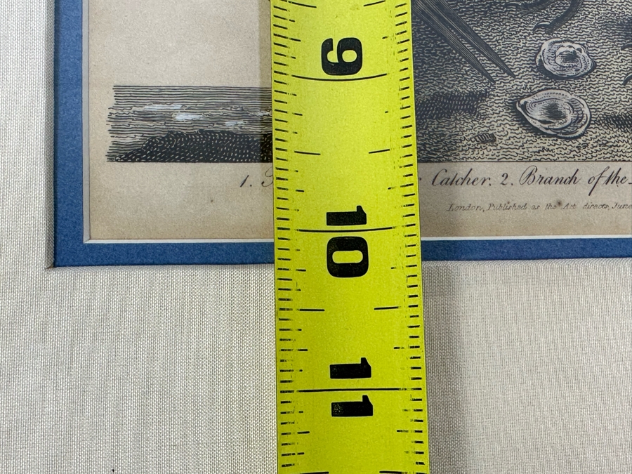 Antique Hand Colored Etching The Pied Oyster Catcher London, Published as the Act Directs June 10, 1808 7.5 X 10 Framed 14 X 16 [Photo 19]