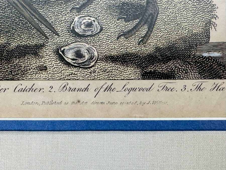 Antique Hand Colored Etching The Pied Oyster Catcher London, Published as the Act Directs June 10, 1808 7.5 X 10 Framed 14 X 16 [Photo 12]