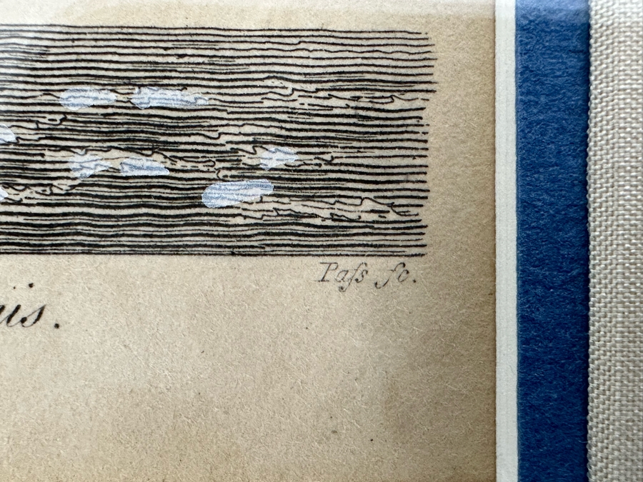 Antique Hand Colored Etching The Pied Oyster Catcher London, Published as the Act Directs June 10, 1808 7.5 X 10 Framed 14 X 16 [Photo 14]