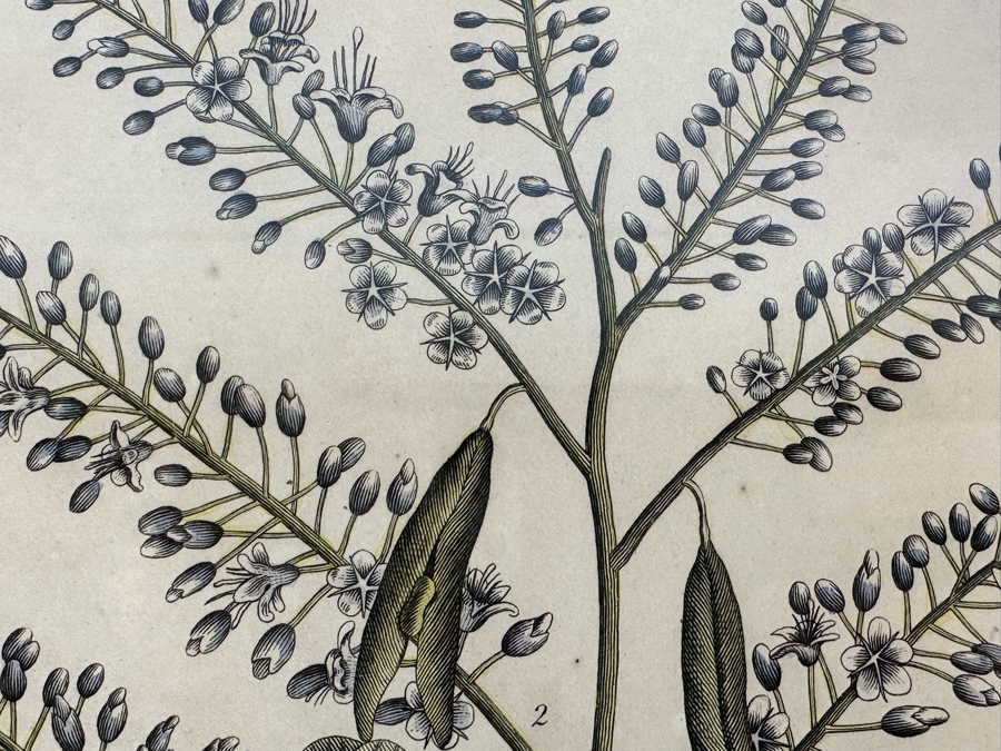 Antique Hand Colored Etching The Pied Oyster Catcher London, Published as the Act Directs June 10, 1808 7.5 X 10 Framed 14 X 16 [Photo 9]