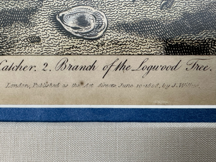 Antique Hand Colored Etching The Pied Oyster Catcher London, Published as the Act Directs June 10, 1808 7.5 X 10 Framed 14 X 16 [Photo 15]