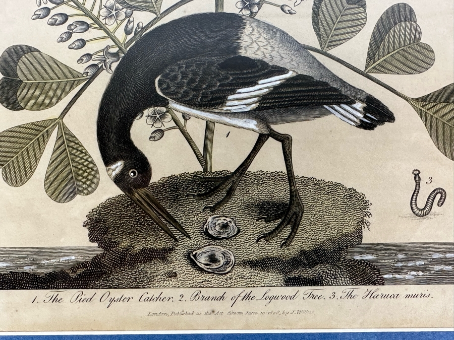 Antique Hand Colored Etching The Pied Oyster Catcher London, Published as the Act Directs June 10, 1808 7.5 X 10 Framed 14 X 16 [Photo 4]