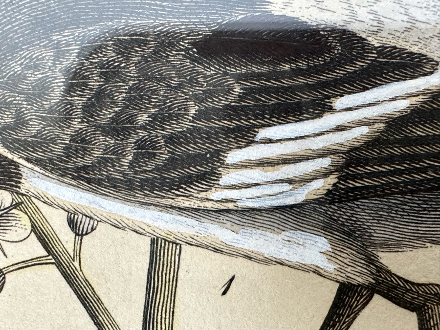 Antique Hand Colored Etching The Pied Oyster Catcher London, Published as the Act Directs June 10, 1808 7.5 X 10 Framed 14 X 16 [Photo 7]