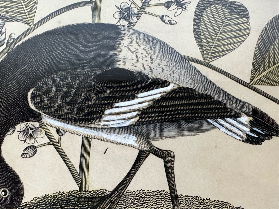 Antique Hand Colored Etching The Pied Oyster Catcher London, Published as the Act Directs June 10, 1808 7.5 X 10 Framed 14 X 16 [Photo 6]
