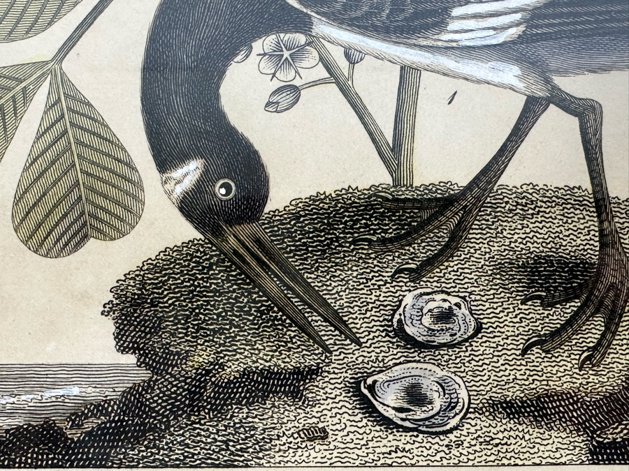 Antique Hand Colored Etching The Pied Oyster Catcher London, Published as the Act Directs June 10, 1808 7.5 X 10 Framed 14 X 16 [Photo 5]