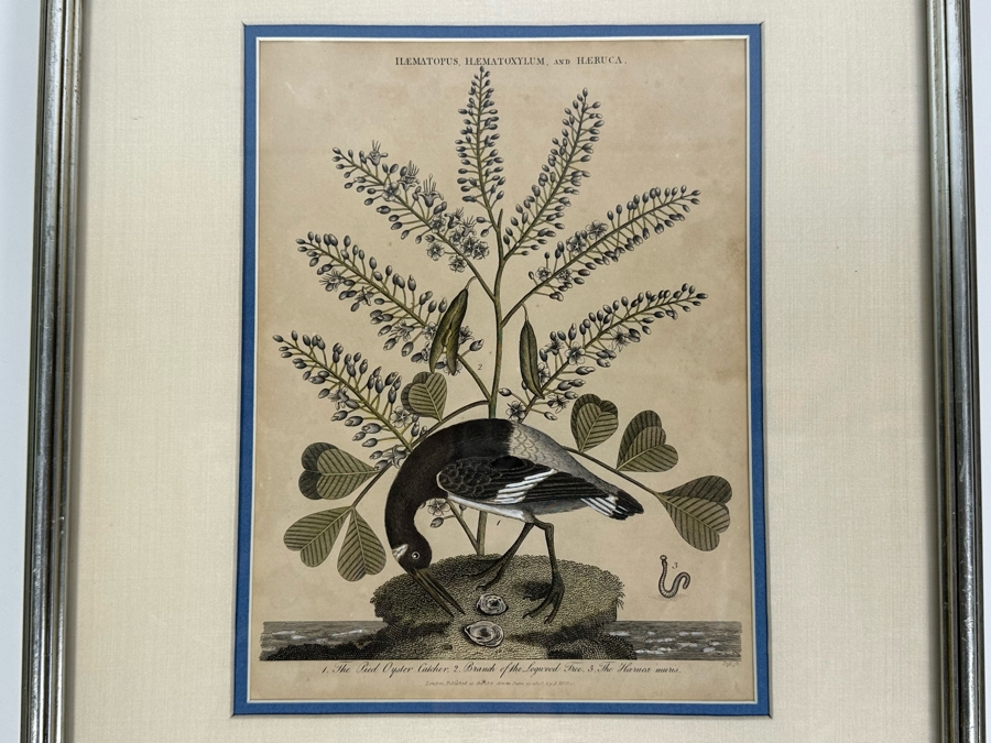 Antique Hand Colored Etching The Pied Oyster Catcher London, Published as the Act Directs June 10, 1808 7.5 X 10 Framed 14 X 16 [Photo 1]