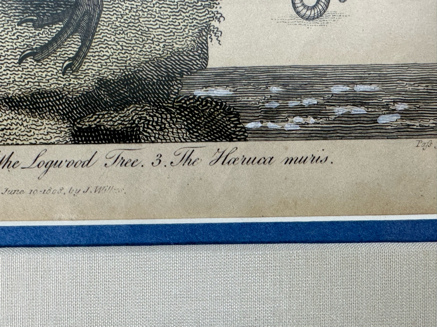 Antique Hand Colored Etching The Pied Oyster Catcher London, Published as the Act Directs June 10, 1808 7.5 X 10 Framed 14 X 16 [Photo 13]