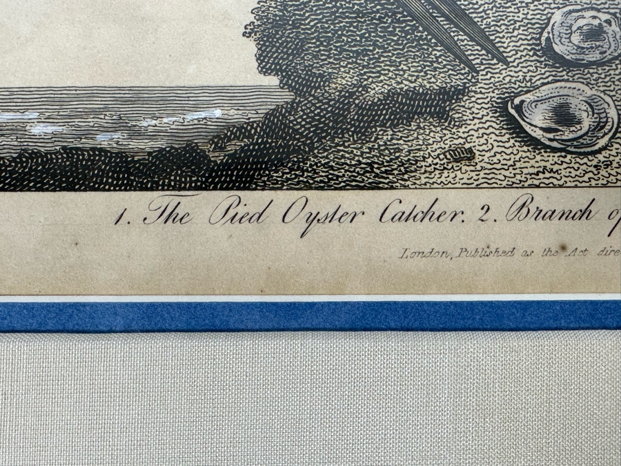 Antique Hand Colored Etching The Pied Oyster Catcher London, Published as the Act Directs June 10, 1808 7.5 X 10 Framed 14 X 16 [Photo 11]