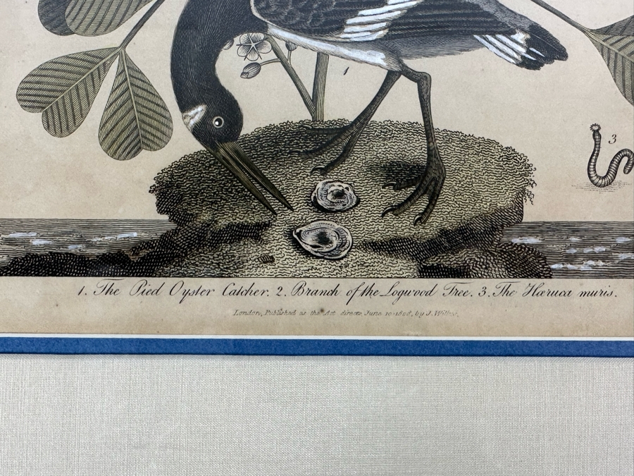 Antique Hand Colored Etching The Pied Oyster Catcher London, Published as the Act Directs June 10, 1808 7.5 X 10 Framed 14 X 16 [Photo 10]