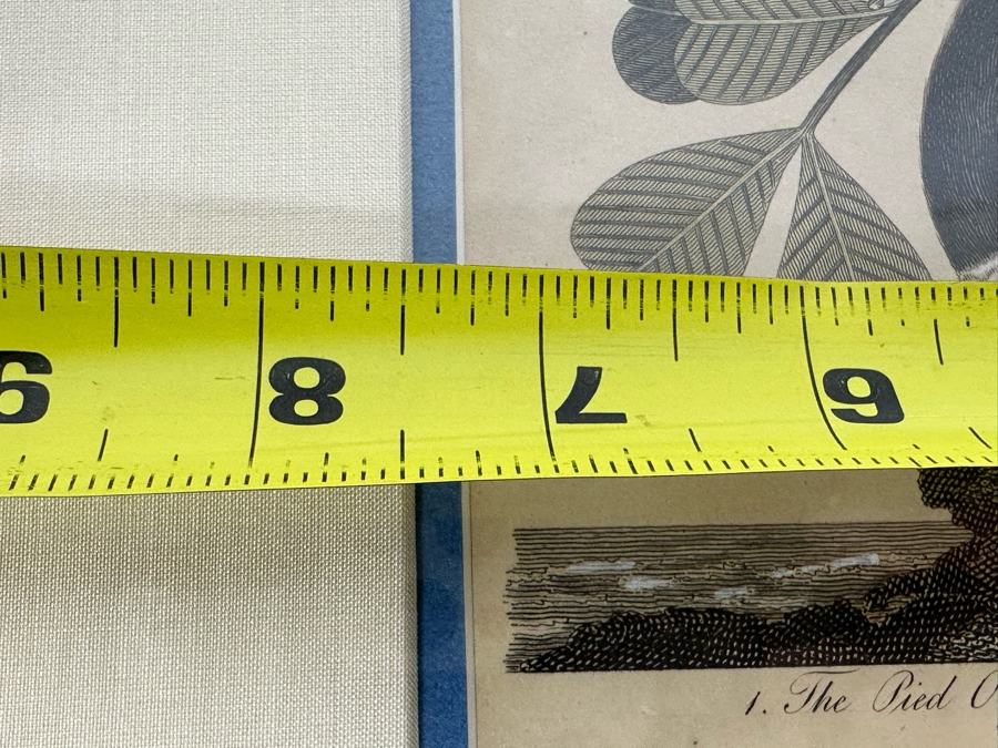 Antique Hand Colored Etching The Pied Oyster Catcher London, Published as the Act Directs June 10, 1808 7.5 X 10 Framed 14 X 16 [Photo 18]