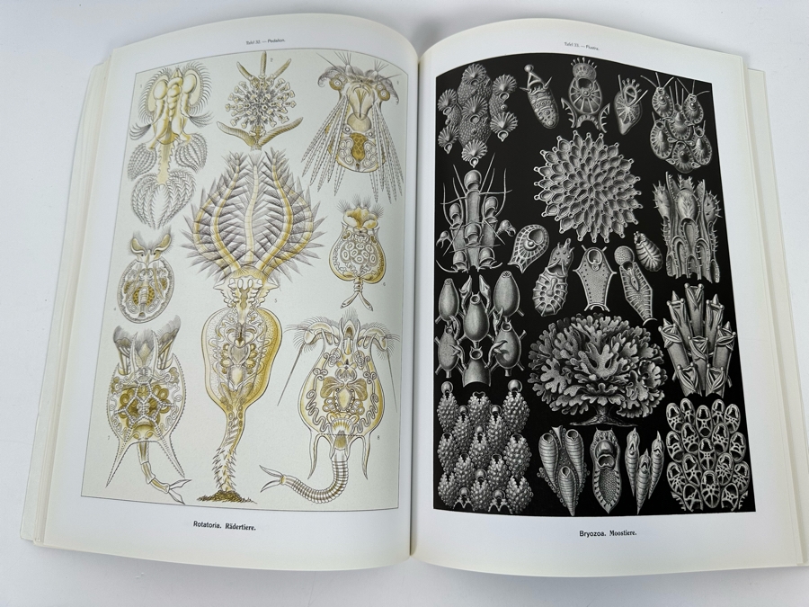 Art Forms In Nature By Ernst Haeckel Book [Photo 7]