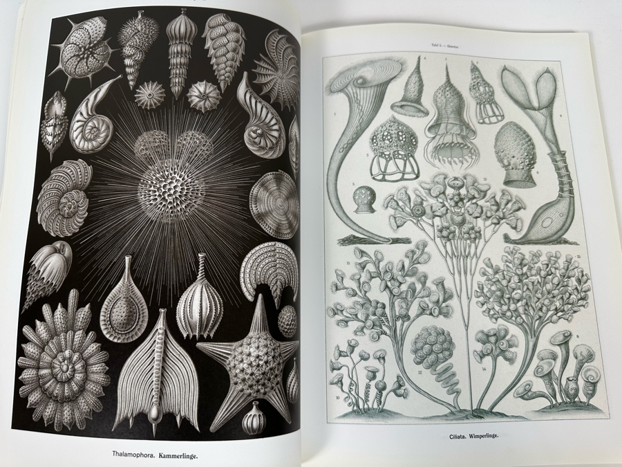 Art Forms In Nature By Ernst Haeckel Book