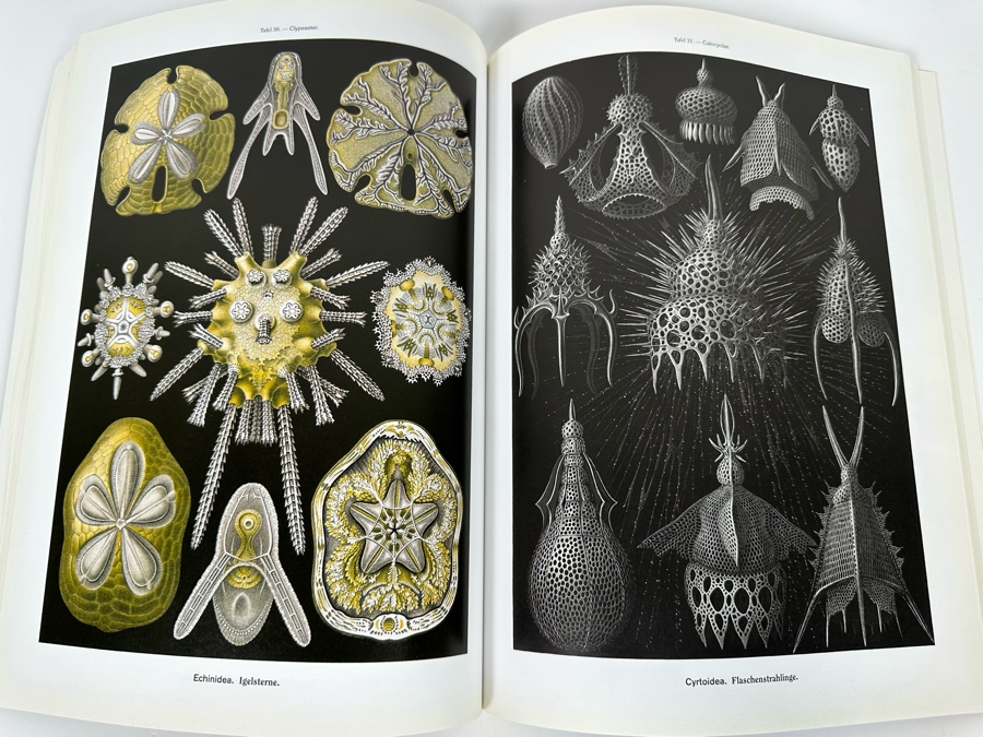 Art Forms In Nature By Ernst Haeckel Book