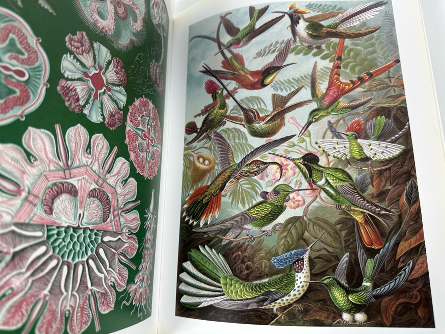 Art Forms In Nature By Ernst Haeckel Book