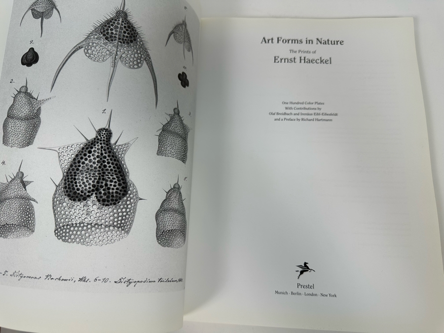 Art Forms In Nature By Ernst Haeckel Book [Photo 4]