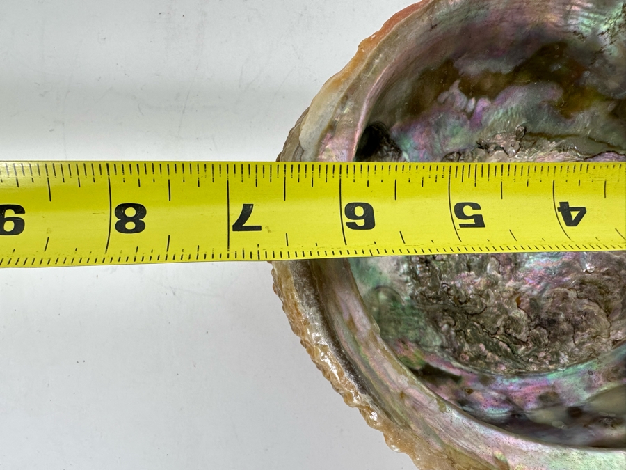 Organic Abalone Shell Footed Trinket Dish 7W X 5.5D X 2.5H [Photo 7]