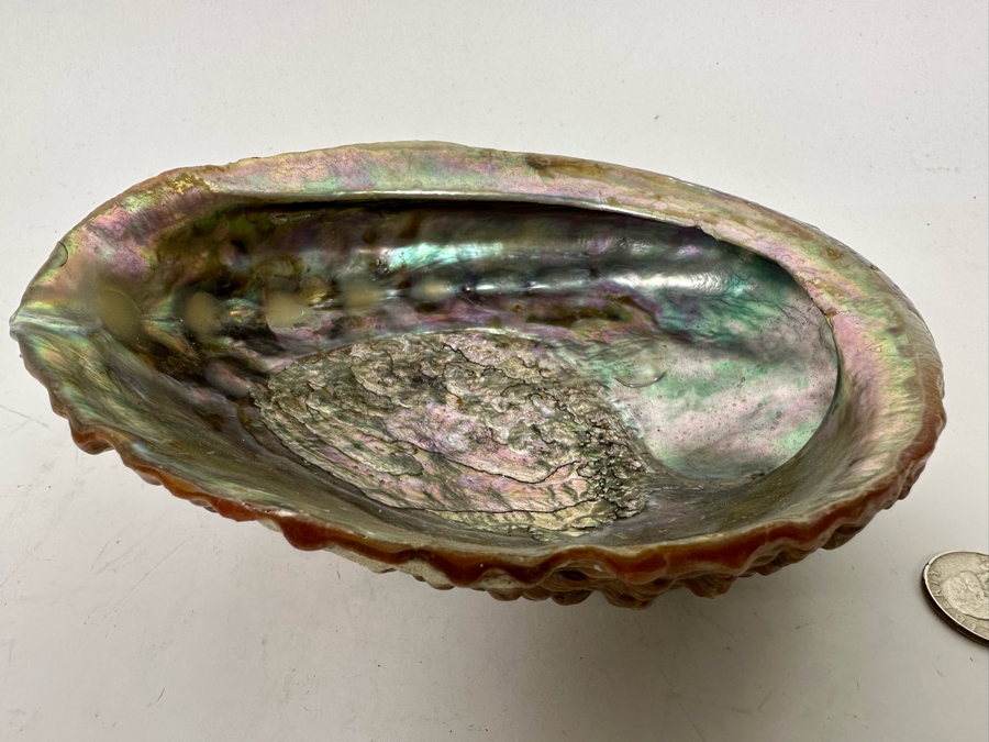 Organic Abalone Shell Footed Trinket Dish 7W X 5.5D X 2.5H [Photo 4]