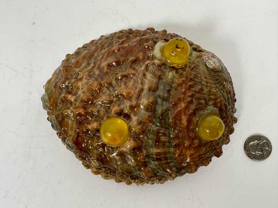 Organic Abalone Shell Footed Trinket Dish 7W X 5.5D X 2.5H [Photo 6]