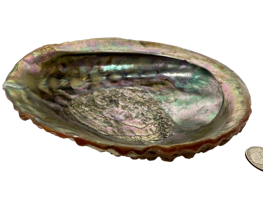 Organic Abalone Shell Footed Trinket Dish 7W X 5.5D X 2.5H