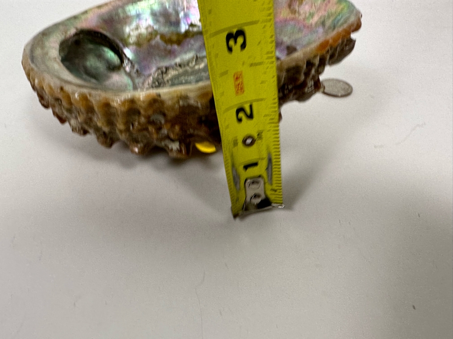 Organic Abalone Shell Footed Trinket Dish 7W X 5.5D X 2.5H [Photo 10]