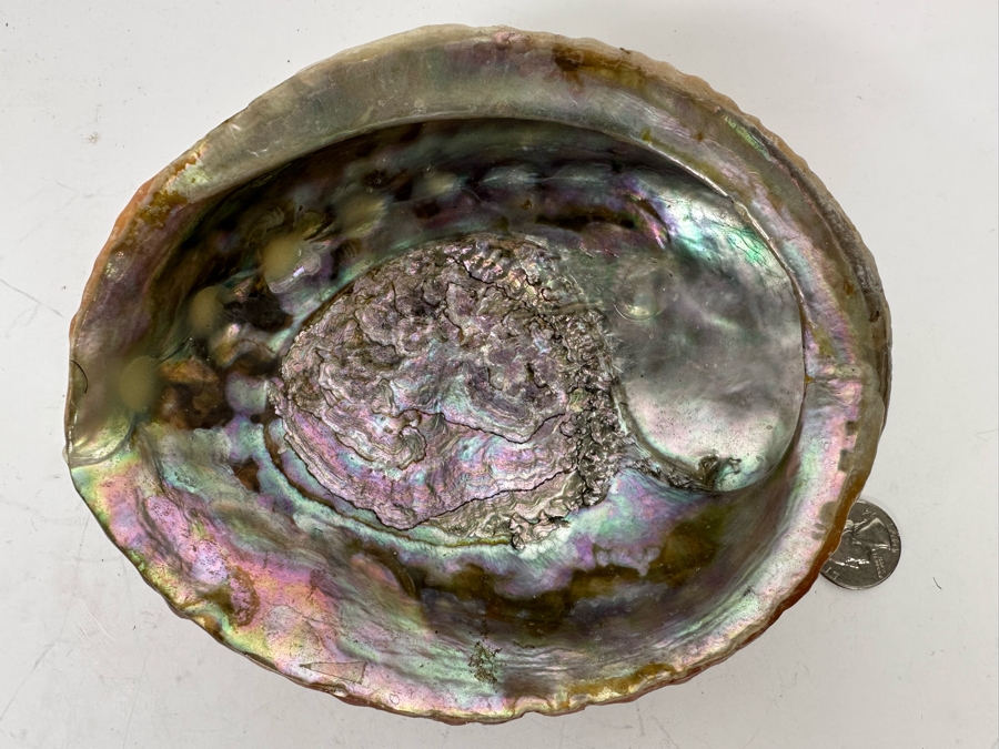 Organic Abalone Shell Footed Trinket Dish 7W X 5.5D X 2.5H [Photo 5]