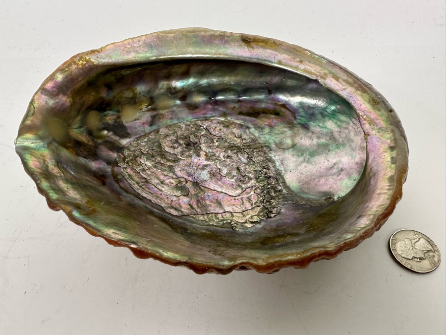 Organic Abalone Shell Footed Trinket Dish 7W X 5.5D X 2.5H [Photo 2]