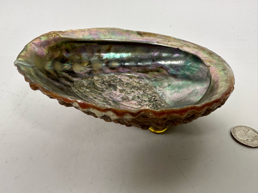 Organic Abalone Shell Footed Trinket Dish 7W X 5.5D X 2.5H